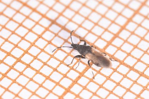 Oxycarenus hyalinipennis
